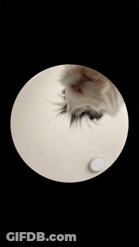 A Black And White Cat Is In A White Circle GIF