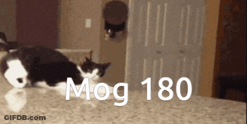 A Black And White Cat Is Jumping Over A Counter With The Words Mog 180 Written On It GIF