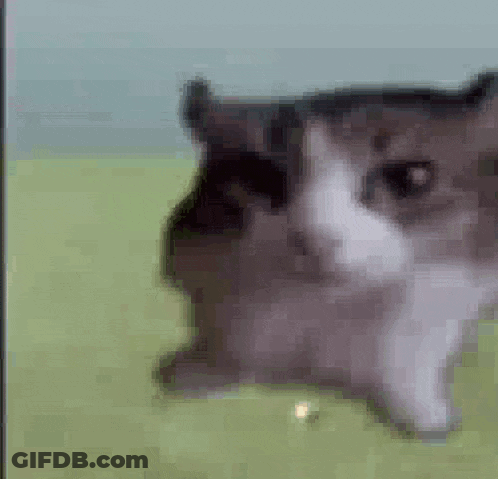 A Black And White Cat Is Laying Down On A Green Field . GIF