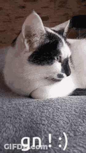 A Black And White Cat Is Laying On A Blanket On A Couch . GIF