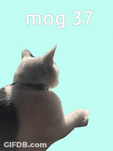A Black And White Cat Is Laying On A Blue Background With The Words Mog 37 Above It GIF