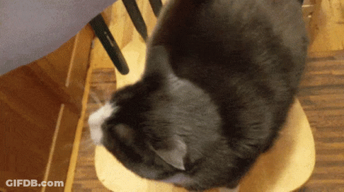 A Black And White Cat Is Laying On A Chair GIF