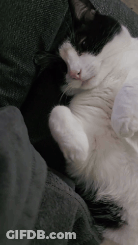 A Black And White Cat Is Laying On A Couch GIF