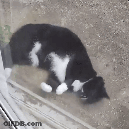 A Black And White Cat Is Laying On A Glass Table . GIF