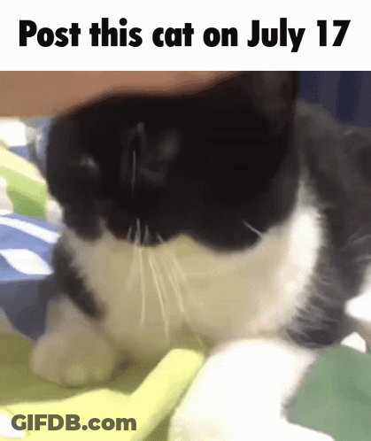 A Black And White Cat Is Laying On A Green Blanket With The Words Post This Cat On July 17 GIF