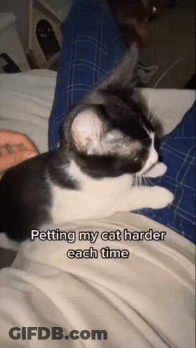 A Black And White Cat Is Laying On A Person 'S Lap And The Caption Says Petting My Cat Harder Each Time GIF