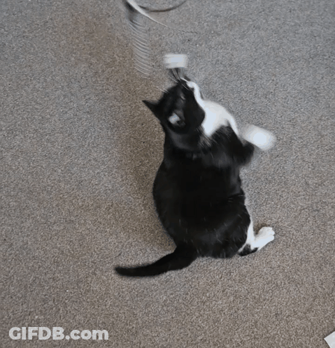 A Black And White Cat Is Laying On Its Back On The Floor GIF