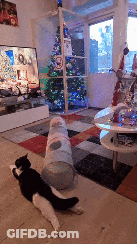A Black And White Cat Is Laying On The Floor In Front Of A Christmas Tree GIF