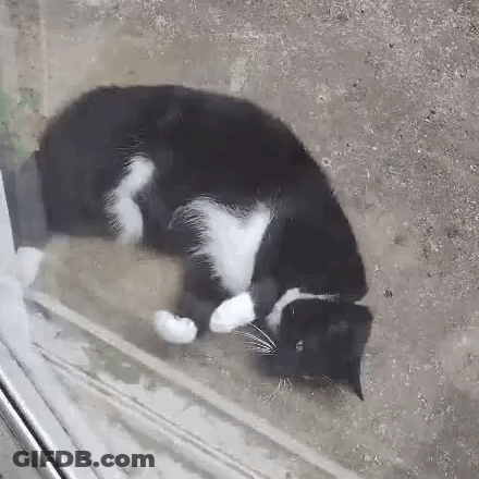 A Black And White Cat Is Laying On The Ground Behind A Glass Window . GIF