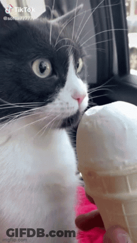 A Black And White Cat Is Licking An Ice Cream Cone .. GIF