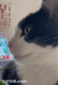A Black And White Cat Is Looking At A Cellphone GIF