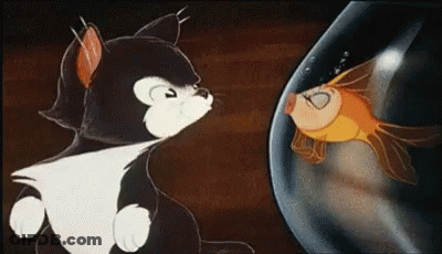 A Black And White Cat Is Looking At A Goldfish In A Glass Bowl . GIF
