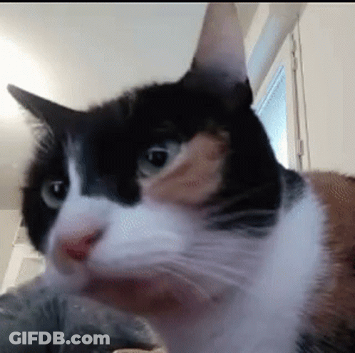 A Black And White Cat Is Looking At The Camera GIF