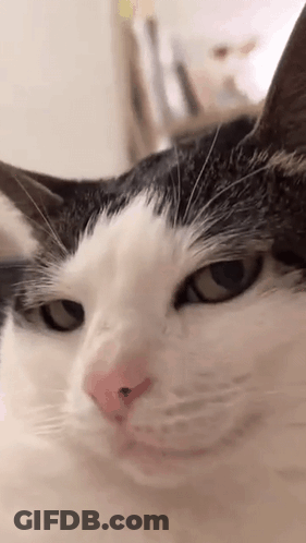A Black And White Cat Is Looking At The Camera . GIF