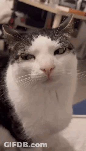 A Black And White Cat Is Looking At The Camera With A Serious Look On Its Face . GIF