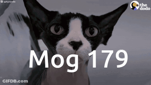 A Black And White Cat Is Looking At The Camera With The Words Mog 179 Behind It GIF