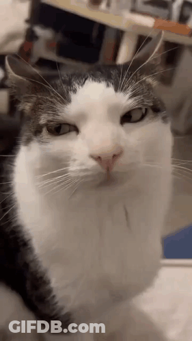 A Black And White Cat Is Looking Up At The Camera . GIF