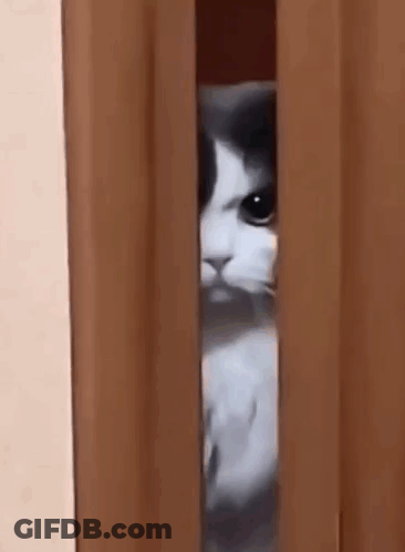 A Black And White Cat Is Peeking Out From Behind A Curtain . GIF