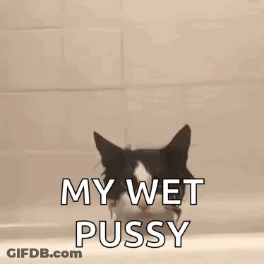 A Black And White Cat Is Peeking Out Of A Bathtub . GIF