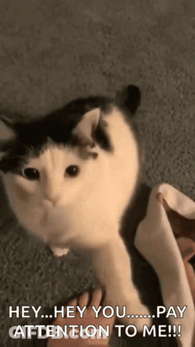 A Black And White Cat Is Petting A Person 'S Foot And Says Hey Hey You Pay Attention To Me !! GIF