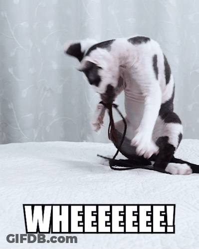 A Black And White Cat Is Playing With A Rope With The Words Wheeeeee Written On The Bottom GIF