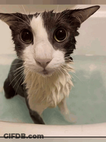 A Black And White Cat Is Sitting In A Bathtub Looking At The Camera GIF