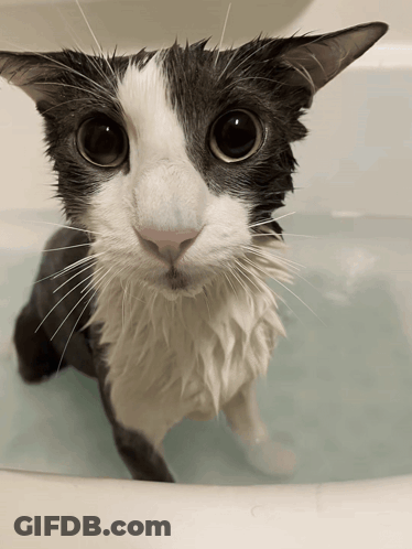 A Black And White Cat Is Sitting In A Bathtub Looking At The Camera GIF