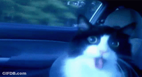A Black And White Cat Is Sitting In A Car Looking Out The Window . GIF