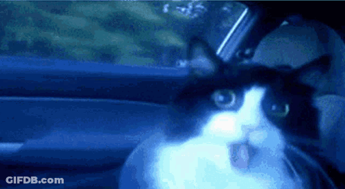 A Black And White Cat Is Sitting In A Car Looking Out The Window GIF