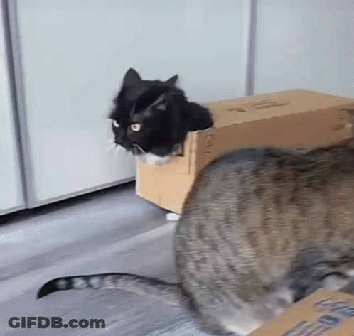 A Black And White Cat Is Sitting In A Cardboard Box . GIF
