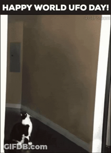 A Black And White Cat Is Sitting In A Hallway With The Words Happy World Ufo Day On The Bottom GIF