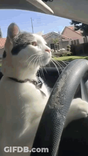 A Black And White Cat Is Sitting In The Driver 'S Seat Of A Car Looking Out The Window GIF