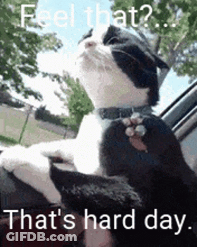 A Black And White Cat Is Sitting In The Driver 'S Seat Of A Car With Its Paws Out The Window . GIF