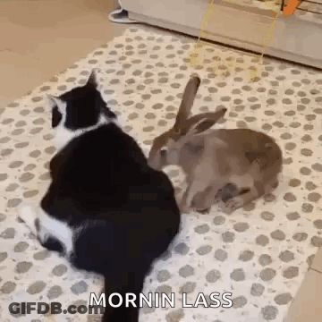 A Black And White Cat Is Sitting Next To A Brown Rabbit . GIF