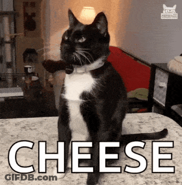 A Black And White Cat Is Sitting On A Bed With The Word Cheese Written On It GIF