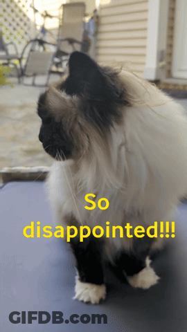 A Black And White Cat Is Sitting On A Blue Blanket With The Words So Disappointed Written Below It GIF