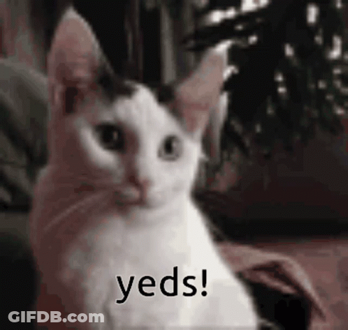 A Black And White Cat Is Sitting On A Couch And Says Yeds ! GIF
