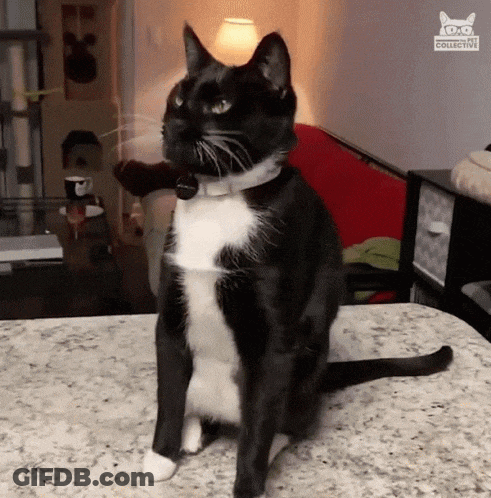 A Black And White Cat Is Sitting On A Counter With A Couch In The Background GIF