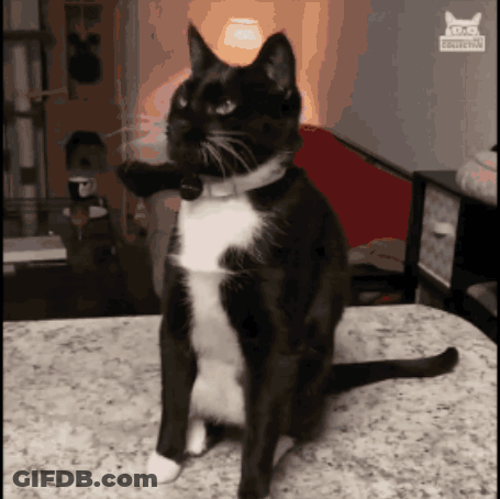 A Black And White Cat Is Sitting On A Counter With A Sticker On The Wall That Says ' Cats ' GIF