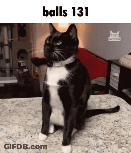 A Black And White Cat Is Sitting On A Counter With The Words Balls 131 Above It GIF