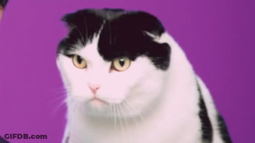 A Black And White Cat Is Sitting On A Purple Background Looking At The Camera . GIF