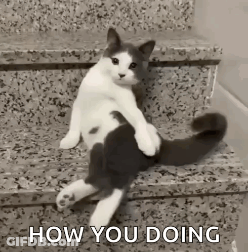 A Black And White Cat Is Sitting On A Set Of Stairs With The Words `` How You Doing '' . GIF