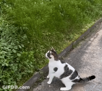 A Black And White Cat Is Sitting On A Sidewalk GIF