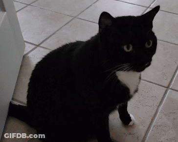 A Black And White Cat Is Sitting On A Tile Floor GIF