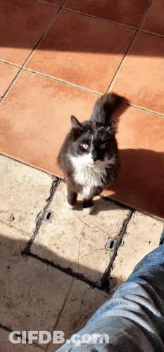 A Black And White Cat Is Sitting On A Tiled Floor GIF