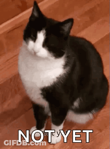 A Black And White Cat Is Sitting On A Wooden Floor With The Word Not Yet Written Below It GIF