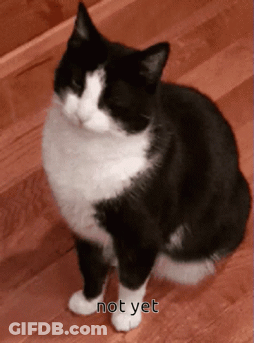 A Black And White Cat Is Sitting On A Wooden Floor With The Words Not Yet Written Below It GIF