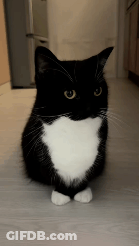 A Black And White Cat Is Sitting On The Floor GIF