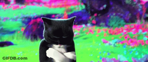 A Black And White Cat Is Standing In A Field Of Flowers With Its Arms Crossed . GIF