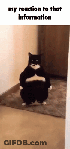 A Black And White Cat Is Standing In A Hallway With Its Arms Crossed GIF